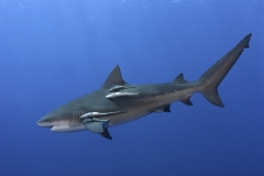Afrique du Sud & Mozambique - Safari Plongée Spécial Requins & Big 5 !