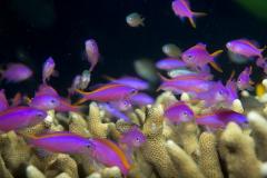 Indonésie - Croisière Raja Ampat WALLACEA