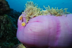 Micronésie - Séjour Plongée à Palau - Rose Garden Resort