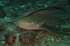 Séjour plongée à Medjumbe - Quirimbas