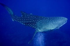 Séjour plongée sur la péninsule de Pinda