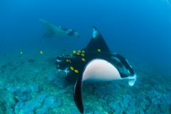 Croisière Plongée exclusive Mitsios, Radames ou Cap St Sebastien