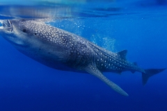 Séjour plongée à Nosy Be