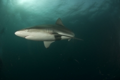 Mozambique - Séjour en lodge à Ponta Do Ouro