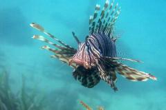 Tanzanie - Séjour plongée au Mafia Island Lodge