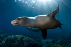 Mexique - Croisière en Mer de Cortez Baja Expedition