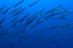 Malte - Séjour Plongée à Malte
