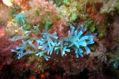  France - Séjour en Corse