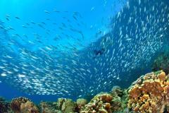 Réunion - Séjour plongée à Saint-Gilles