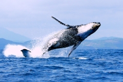 Madagascar - Croisière Plongée Mitsios ou Radames