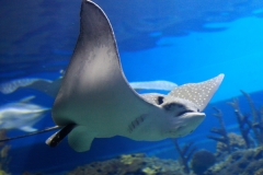 Philippines – Combiné 3 îles Visayas Moalboal, Dauin, Cabilao