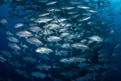 Costa Rica - Croisière Ile Coco