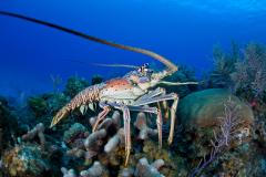 Cuba - Séjour Plongée Ile de la Jeunesse