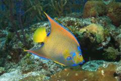 Bahamas - Séjour Plongée au Small Hope Bay Lodge