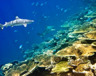 Maldives - Croisière Atolls centre et sud à bord du Seafari Explorer