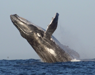 Séjour plongée à Ifaty