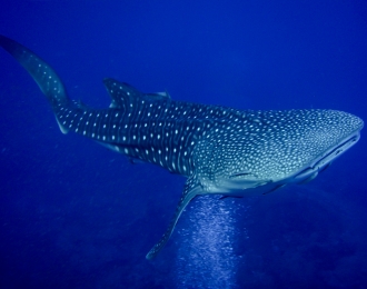 Séjour plongée sur la péninsule de Pinda