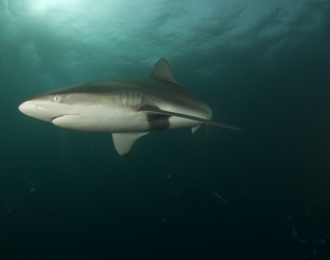 Mozambique - Séjour en lodge à Ponta Do Ouro