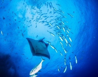 Mozambique croisière plongée exclusive - Archipel des Quirimbas et St Lazarus Bank