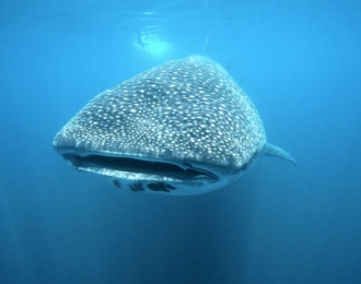 Mexique - Croisière Socorro avec Nautilus Explorer