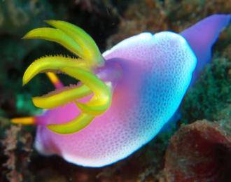 Indonésie - Séjour à Gangga Island