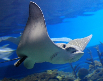 Philippines – Combiné 3 îles Visayas Moalboal, Dauin, Cabilao