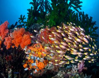 Philippines - plongées de Rêve à Moalboal!